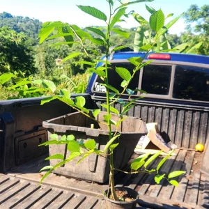 Ylang-Ylang Live Tree (Cananga odorata) - Fragrant 3ft Tropical Plant - Image 2