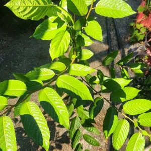 Ylang-Ylang Live Tree (Cananga odorata) - Fragrant 3ft Tropical Plant - Image 6