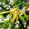 Ylang-Ylang Live Tree (Cananga odorata) - Fragrant 3ft Tropical Plant - Image 1