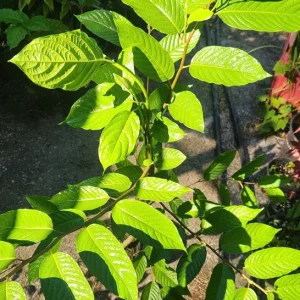 Ylang-Ylang Live Tree, Fragrant Tropical Plant, 10 inch to 1 ft Tall - Image 2