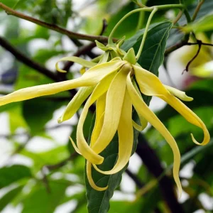Ylang-Ylang Live Tree, Fragrant Tropical Plant, 10 inch to 1 ft Tall - Image 3