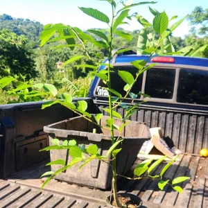 Ylang-Ylang Live Tree, Fragrant Tropical Plant, 10 inch to 1 ft Tall - Image 4