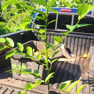 Ylang-Ylang Live Tree, Fragrant Tropical Plant, 10 inch to 1 ft Tall - Image 5