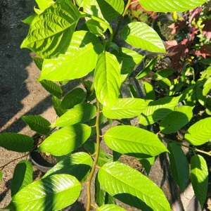 Ylang-Ylang Live Tree, Fragrant Tropical Plant, 10 inch to 1 ft Tall - Image 6