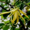 Ylang-Ylang Live Tree, Fragrant Tropical Plant, 10 inch to 1 ft Tall - Image 1