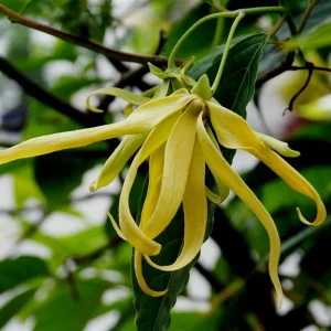 Ylang-Ylang Live Tree, Fragrant Tropical Plant, 10 inch to 1 ft Tall - Image 1