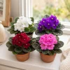 2 African Violet Live Plants - Mixed Colors, Saintpaulia Starter Plants, 4-Inch Pots, Indoor Houseplants - Image 1