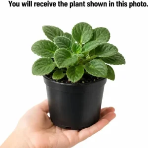 2 Assorted African Violet Live Plants, Mixed Colors, 4 Inch Pots, Indoor - Image 4