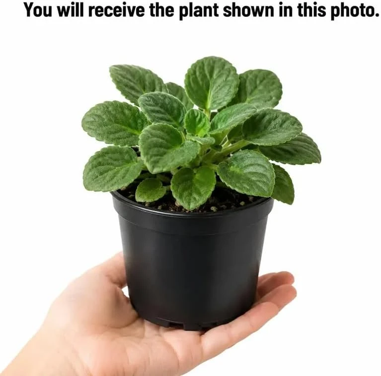 2 Assorted African Violet Live Plants, Mixed Colors, 4 Inch Pots, Indoor - Image 4