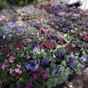 2 Assorted African Violet Live Plants, Mixed Colors, 4 Inch Pots, Indoor - Image 6