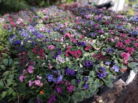 2 Assorted African Violet Live Plants, Mixed Colors, 4 Inch Pots, Indoor - Image 6