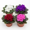 2 Assorted African Violet Live Plants, Mixed Colors, 4 Inch Pots, Indoor - Image 1