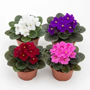 2 Assorted African Violet Live Plants, Mixed Colors, 4 Inch Pots, Indoor - Image 1