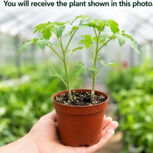 2 Beefsteak Tomato Live Plants in 1 Pot, 4-6 Inches Tall - Large Slicing Tomato Starter for Garden, Patio & Containers - Image 4