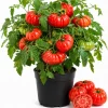 2 Beefsteak Tomato Live Plants in 1 Pot, 4-6 Inches Tall - Large Slicing Tomato Starter for Garden, Patio & Containers - Image 1