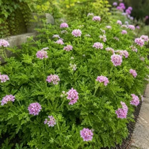 2 Citronella Live Plants 4-6 Inch Tall, Fragrant Geranium, 4 Inch Pot, Indoor/Outdoor - Image 2