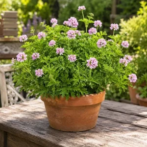 2 Citronella Live Plants 4-6 Inch Tall, Fragrant Geranium, 4 Inch Pot, Indoor/Outdoor - Image 3