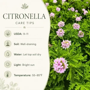 2 Citronella Live Plants 4-6 Inch Tall, Fragrant Geranium, 4 Inch Pot, Indoor/Outdoor - Image 4