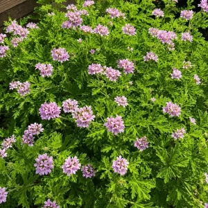 2 Citronella Live Plants 4-6 Inch Tall, Fragrant Geranium, 4 Inch Pot, Indoor/Outdoor - Image 5