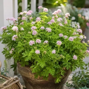 2 Citronella Live Plants 4-6 Inch Tall, Fragrant Geranium, 4 Inch Pot, Indoor/Outdoor - Image 6