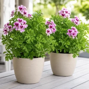 2 Citronella Live Plants 4-6 Inch Tall, Fragrant Geranium, 4 Inch Pot, Indoor/Outdoor - Image 1