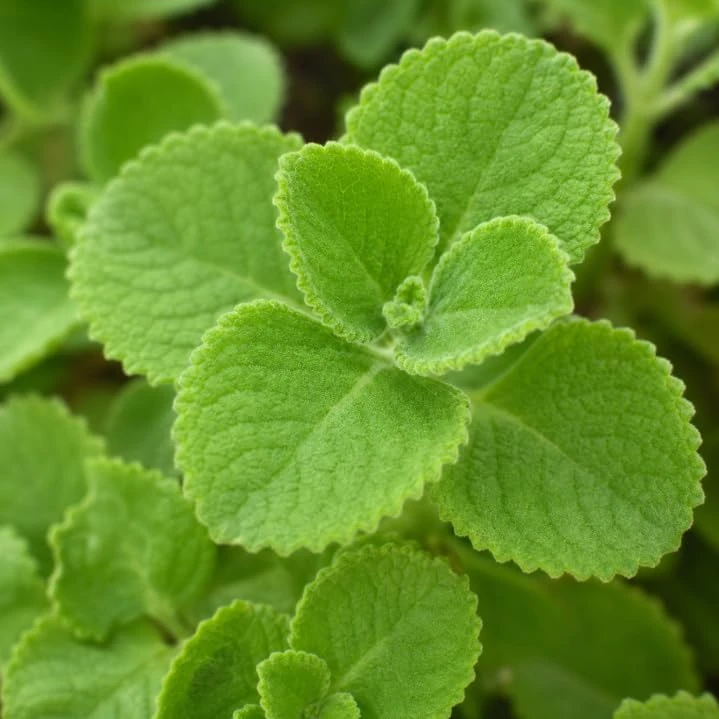 2 Cuban Oregano Live Plants, 4-6 Inch Tall, Fragrant Herb for Indoor & Outdoor Garden - Image 2