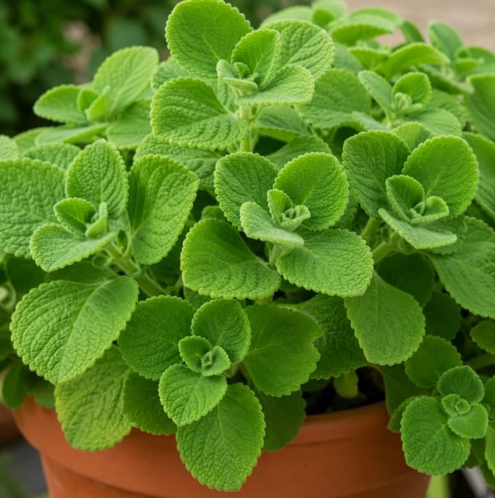 2 Cuban Oregano Live Plants, 4-6 Inch Tall, Fragrant Herb for Indoor & Outdoor Garden - Image 3