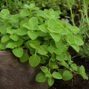2 Cuban Oregano Live Plants, 4-6 Inch Tall, Fragrant Herb for Indoor & Outdoor Garden - Image 4