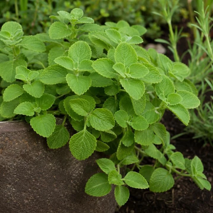 2 Cuban Oregano Live Plants, 4-6 Inch Tall, Fragrant Herb for Indoor & Outdoor Garden - Image 4