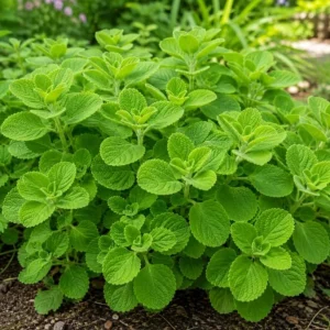 2 Cuban Oregano Live Plants, 4-6 Inch Tall, Fragrant Herb for Indoor & Outdoor Garden - Image 5