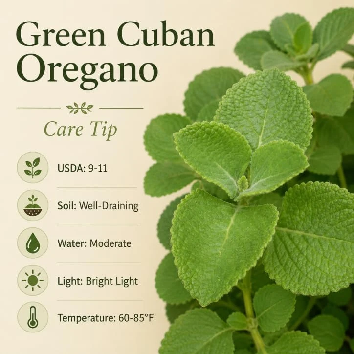 2 Cuban Oregano Live Plants, 4-6 Inch Tall, Fragrant Herb for Indoor & Outdoor Garden - Image 6