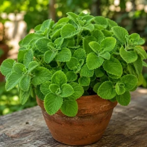 2 Cuban Oregano Live Plants, 4-6 Inch Tall, Fragrant Herb for Indoor & Outdoor Garden - Image 7