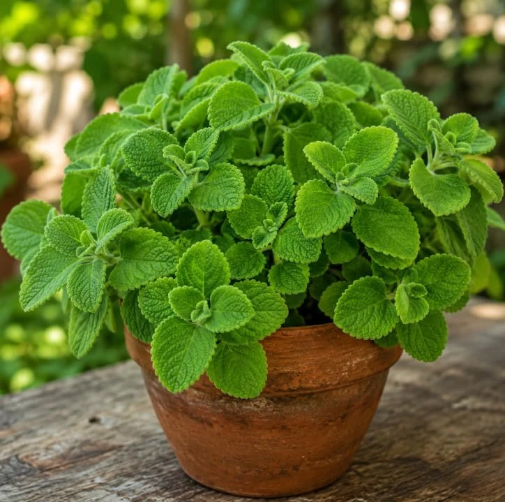 2 Cuban Oregano Live Plants, 4-6 Inch Tall, Fragrant Herb for Indoor & Outdoor Garden - Image 7