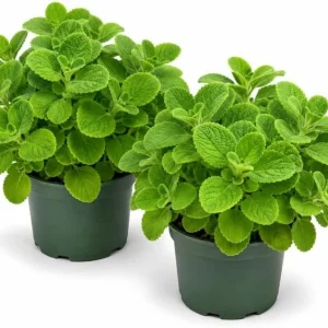 2 Cuban Oregano Live Plants, 4-6 Inch Tall, Fragrant Herb for Indoor & Outdoor Garden - Image 1