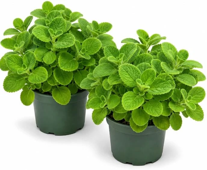 2 Cuban Oregano Live Plants, 4-6 Inch Tall, Fragrant Herb for Indoor & Outdoor Garden - Image 1