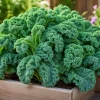 2 Dwarf Blue Kale Live Plants in 4 Inch Pot, 3-6 Inches Tall, Vegetable Starter for Gardens - Image 1