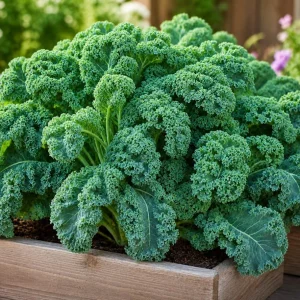 2 Dwarf Blue Kale Live Plants in 4 Inch Pot, 3-6 Inches Tall, Vegetable Starter for Gardens - Image 1