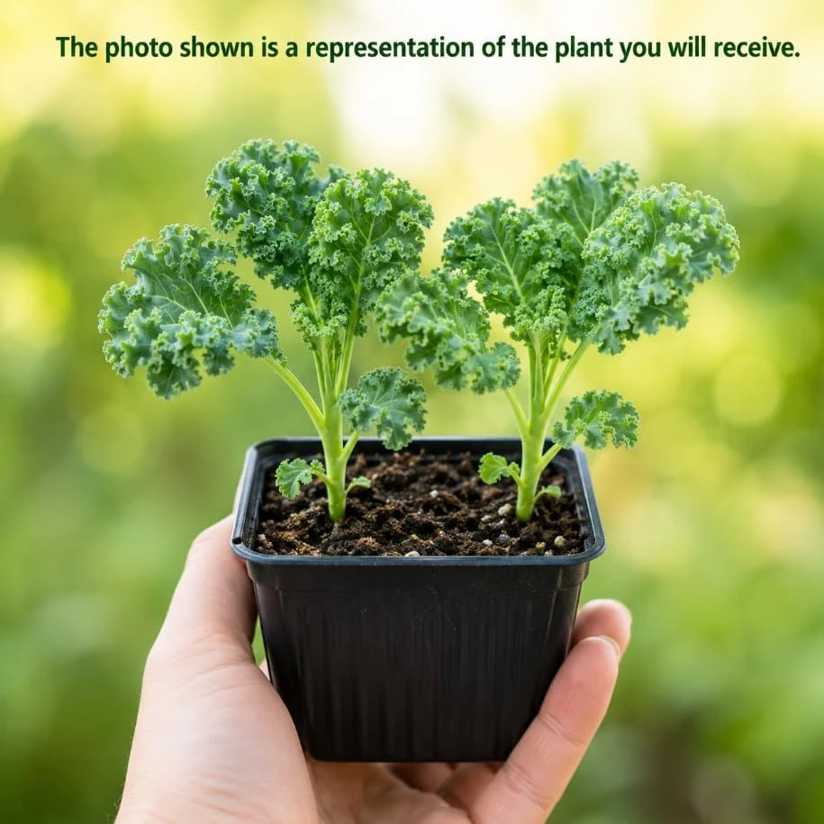 2 Dwarf Blue Kale Live Plants in 4 Inch Pot, 3-6 Inches Tall, Vegetable Starter for Gardens - Image 3