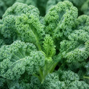 2 Dwarf Blue Kale Live Plants in 4 Inch Pot, 3-6 Inches Tall, Vegetable Starter for Gardens - Image 5