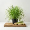 2 Lemongrass Live Plants – 4-6 Inch Tall Fragrant Herb for Containers & Outdoors - Image 1