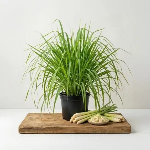 2 Lemongrass Live Plants – 4-6 Inch Tall Fragrant Herb for Containers & Outdoors - Image 1