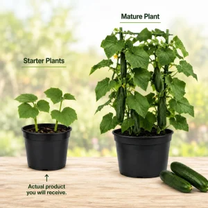 2 Live Cucumber Plants for Planting - 3-5 Inch Tall Starter Seedlings for Outdoor Garden - Image 4