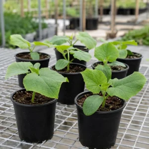 2 Live Cucumber Plants for Planting - 3-5 Inch Tall Starter Seedlings for Outdoor Garden - Image 7