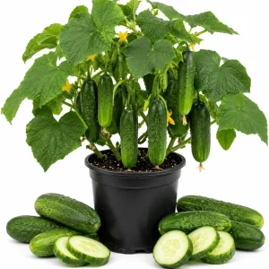 2 Live Cucumber Plants for Planting - 3-5 Inch Tall Starter Seedlings for Outdoor Garden - Image 1