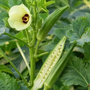2 Live Green Okra Plants, 3-5 Inches Tall - Vegetable Starter for Garden & Patio - Image 2