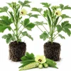 2 Live Green Okra Plants, 3-5 Inches Tall - Vegetable Starter for Garden & Patio - Image 1