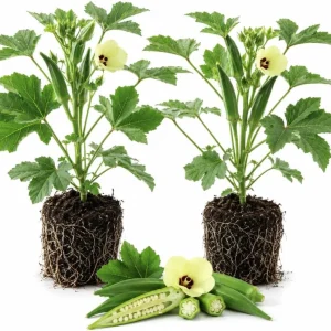 2 Live Green Okra Plants, 3-5 Inches Tall - Vegetable Starter for Garden & Patio - Image 1