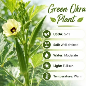 2 Live Green Okra Plants, 3-5 Inches Tall - Vegetable Starter for Garden & Patio - Image 5