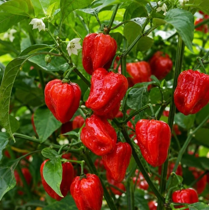 2 Mixed Pepper Plants Live - Vegetable Starters for Garden/Container, 3-6 Inch Tall - Image 3