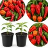 2 Mixed Pepper Plants Live - Vegetable Starters for Garden/Container, 3-6 Inch Tall - Image 1